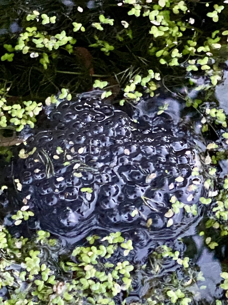 mariatkemp's tweet photo. Excited to see frog spawn in our pond today. We see plenty of frogs in the garden but this is the first year we’ve actually had frog spawn in the pond 🐸 https://t.co/LJnTdIESq7