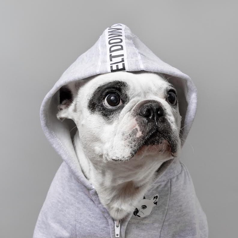 waltergeoffreythefrenchie rockin the meltdown city hoodie in size large from our exclusive collaboration! Available online and target exclusively 🐶: