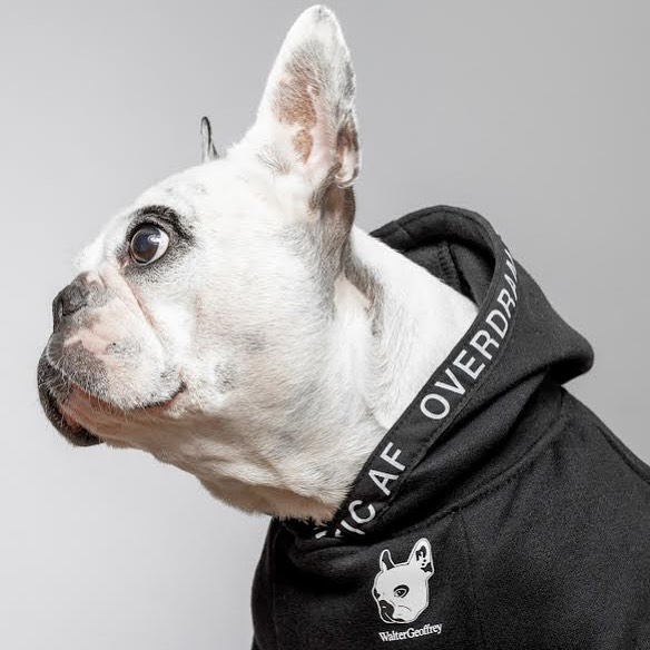 Excited to announce and launch our collaboration with the king of over dramatic himself waltergeoffreythefrenchie available now online and target exclusively! #targetpet #overdramatic: