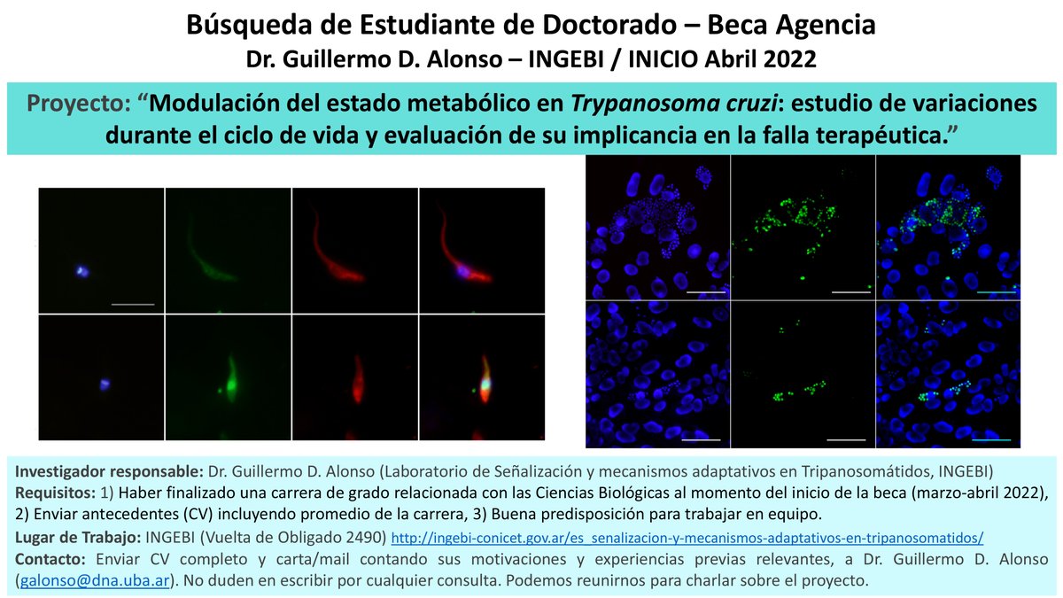 buiyitw's tweet photo. Digo, me parece importante no dejar afuera a los twitteros noctámbulos! Les recuerdo que en el laboratorio estamos recibiendo postulaciones para realizar una Tesis de Doctorado con Beca Agencia en un tema super interesante. #Beca #Doctorado #Chagas Favor RT https://t.co/9CDmU38R9s