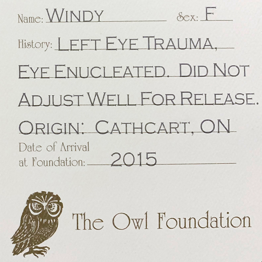 OwelyNFT's tweet photo. On January 17th we made our second donation in Honor of Betty White to The Owl Foundation. This is Windy, an Eastern Screech Owl we have sponsored.

Collect Owelys, and help support real Owls!🦉
Find them here: https://t.co/4ZfxAXfOj5

#NFTs @TOFrehab #BettyWhiteChallenge https://t.co/xsDO22klhV