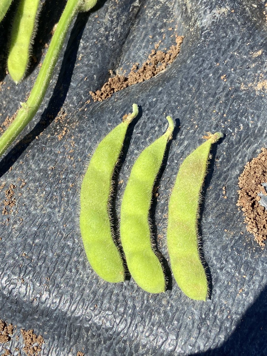 charleton_glenn's tweet photo. Soy beans starting to pod up nicely, definitely a winner for N input into cropping rotation. @SeftonAg https://t.co/LdrrVIVjfS