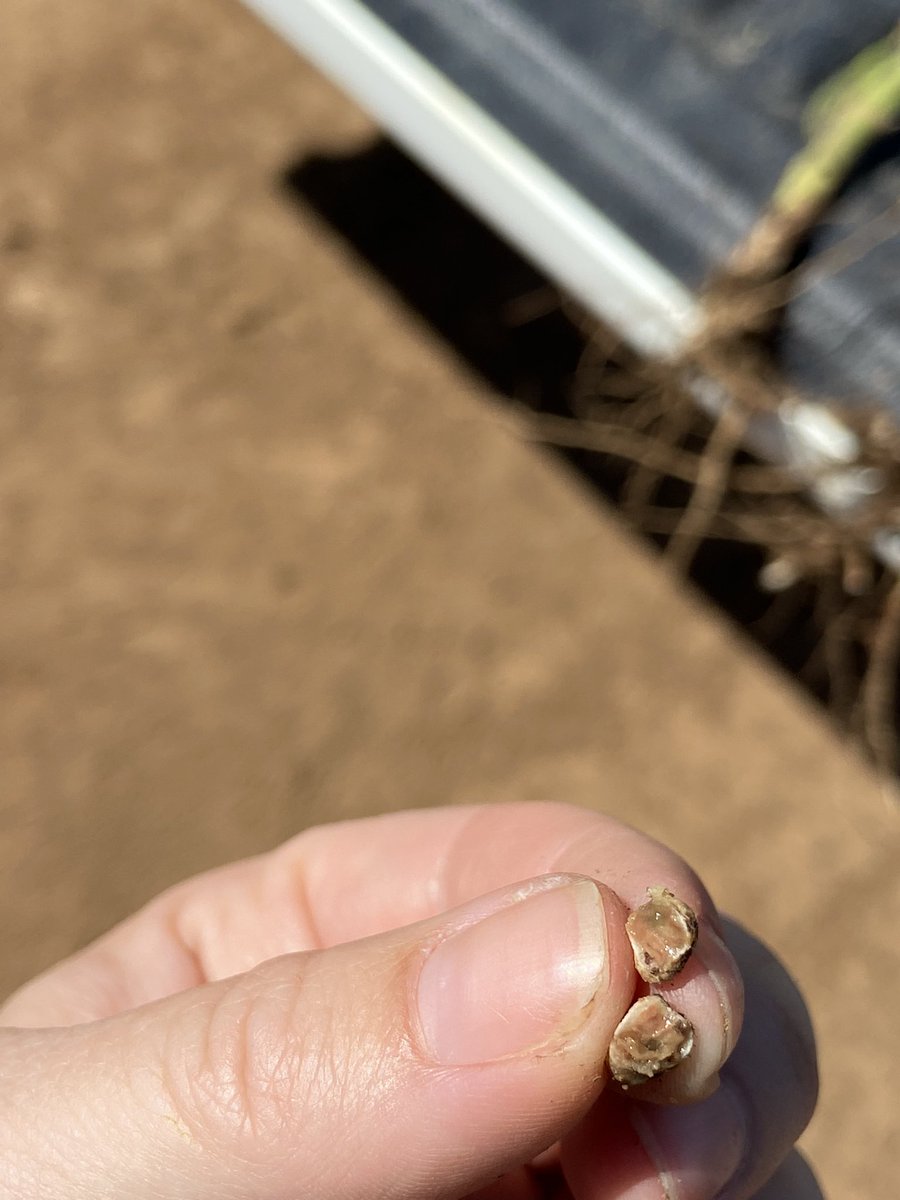 charleton_glenn's tweet photo. Soy beans starting to pod up nicely, definitely a winner for N input into cropping rotation. @SeftonAg https://t.co/LdrrVIVjfS