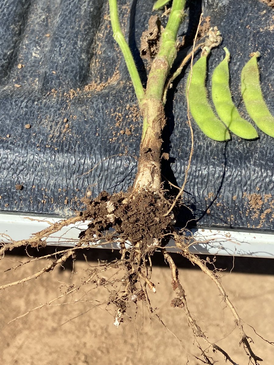charleton_glenn's tweet photo. Soy beans starting to pod up nicely, definitely a winner for N input into cropping rotation. @SeftonAg https://t.co/LdrrVIVjfS