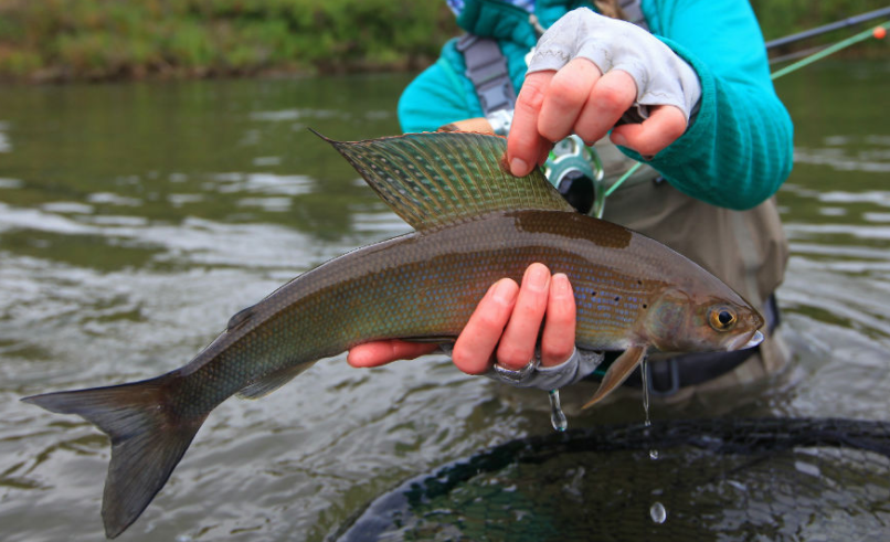 myalaskafish's tweet photo. Arctic Grayling in Alaska? Study up with this post that highlights 3 great road trips to fly fish for these beautiful fish: https://t.co/XSvvGka9hj
.
#Alaska #flyfishing #fishing #grayling #bucketlist #alaskatravel #fishalaska https://t.co/S4AZVcK3ts