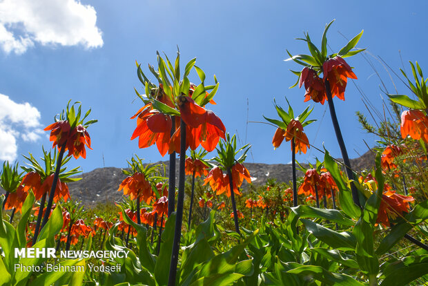 Ey veli nimetim! Ey yollar 
beni bitkin düşürdüğünde, akrabalar beni terk ettiğinde ve dostlarım beni bırakıp gittiklerinde sığmağım olan!
caferilik.com/pdf/Sahife-i%2…?