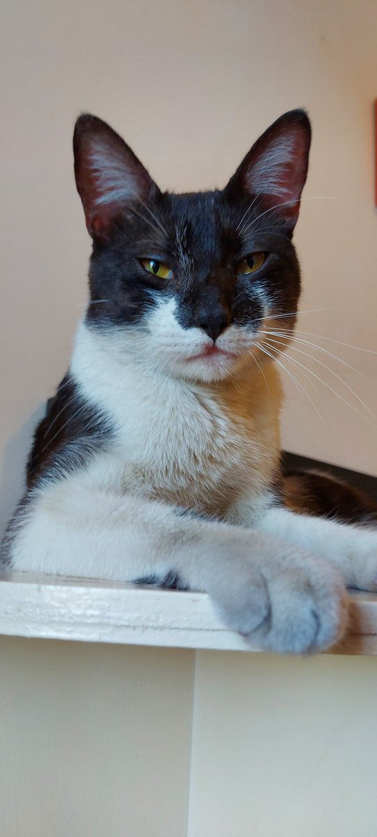 🐱Freddie en Adopción 🐱
Machito de 1 año
Suuuuper mimoso 🥰
Sabe usar las piedritas 👍🏻
El mejor compañero que podrías pedir❤
Si queres adoptarlo escribinos por acá o al 3584497367!
Difundir 🙏 
<a href="/VivireNuevaCba/">VivirenNuevaCórdoba®</a> @en_guemes <a href="/yo_nva/">YoVendoNvaCba</a> <a href="/pdeperros/">Patitas de Perros</a> <a href="/patitasdelsurr/">Patitas del Sur🐾</a>