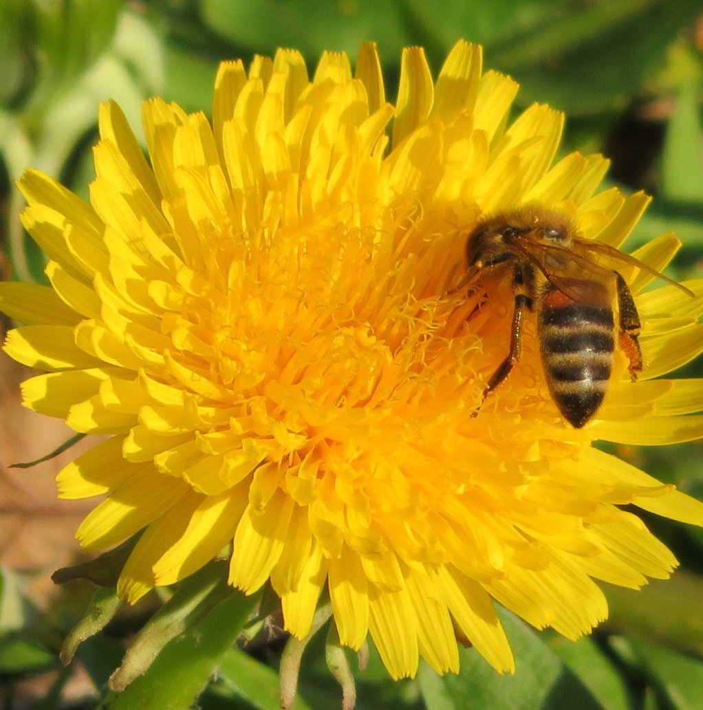 🐝#BeekeepersHour tweet media