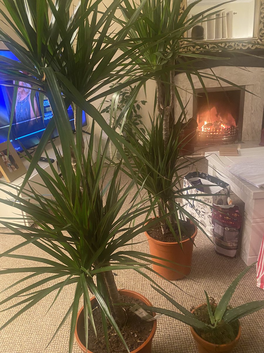 StedmanKerri's tweet photo. My husband understood the assignment. 
No such thing as too many houseplants imo https://t.co/lV6e9jBu7M