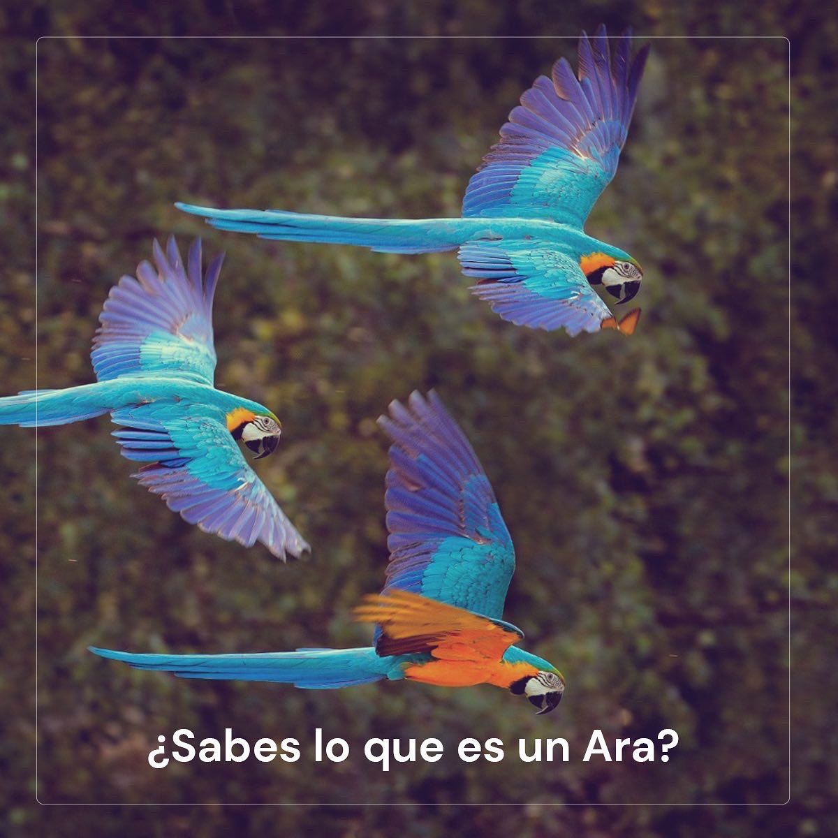 arajetairlines's tweet photo. Así es Arajet. 

Nuestro nombre se refiere a ARA o Guacamayo, un ave que cuida su familia, con la mejor calidez y seguridad de sus alas. 

Muy pronto, Arajet llevará en sus alas a millones de personas desde y hacia República Dominicana 🇩🇴 con las tarifas más bajas. https://t.co/TepNcBvdUk