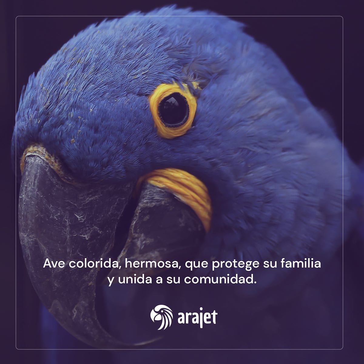 arajetairlines's tweet photo. Así es Arajet. 

Nuestro nombre se refiere a ARA o Guacamayo, un ave que cuida su familia, con la mejor calidez y seguridad de sus alas. 

Muy pronto, Arajet llevará en sus alas a millones de personas desde y hacia República Dominicana 🇩🇴 con las tarifas más bajas. https://t.co/TepNcBvdUk