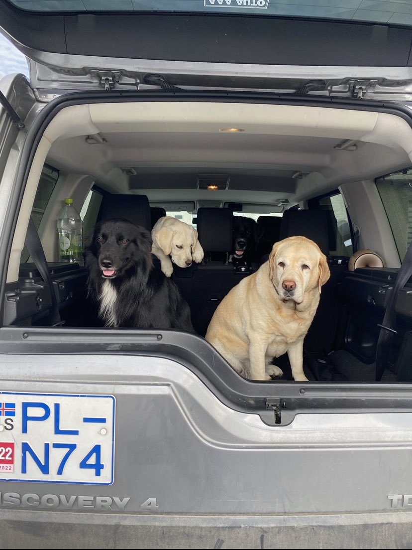 birnaswag's tweet photo. @Howlie_Snuckums kátur, loki &amp; friends🥰 https://t.co/V6482nURst