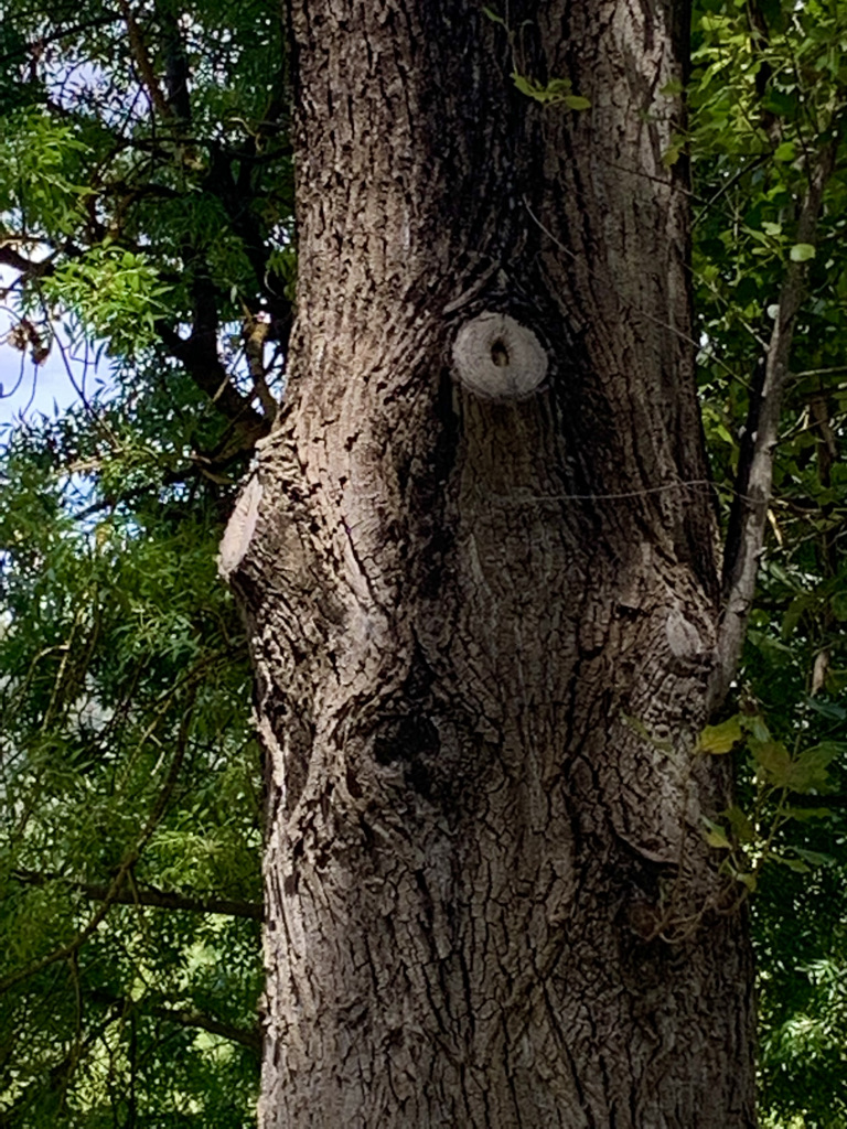 ninakillham's tweet image. Isn&apos;t this a good time to stop logging native forests, asks this tree. #savethekoalas #savethetrees #stopnativeforestlogging