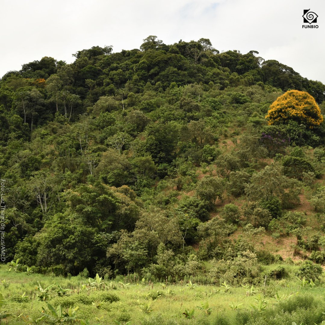 funbio's tweet photo. Ao longo de 2021, os projetos parceiros do #FUNBIO restauraram 10 mil hectares de floresta com espécies nativas na #Amazônia, na #Caatinga, na #MataAtlântica, no #Pampa e no #Pantanal. O que isso significa para o meio ambiente? 🌳🎉+ https://t.co/I8C6wUspm7