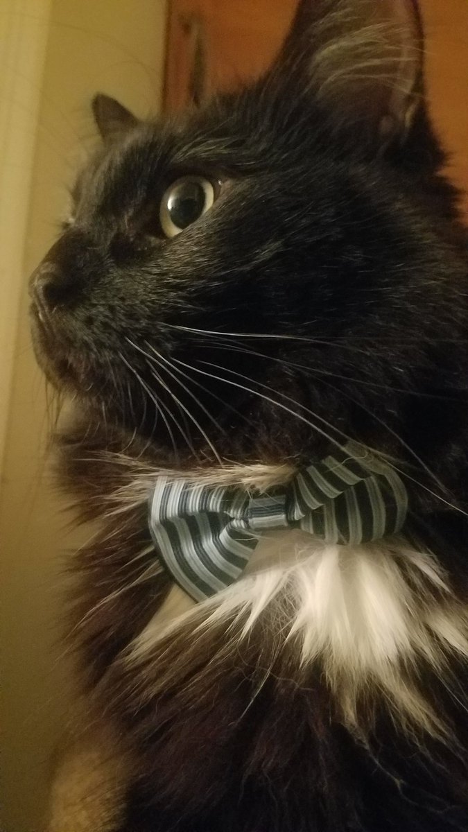 binxaroni's tweet photo. Feelin' pretty dapper! Where are all my fellow floofs at?! #CatsOfTwitter #AdoptDontShop https://t.co/t2MH8iLtNP