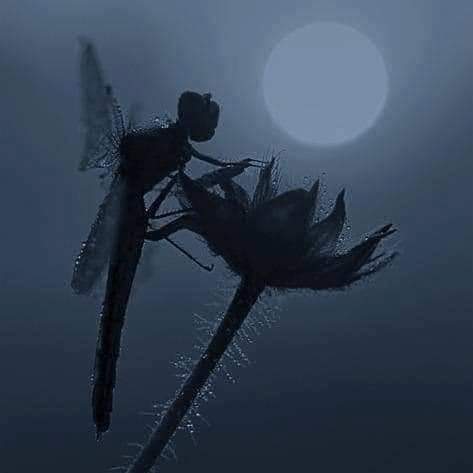 Dragonfly by moonlight. You can see why people believe in fairies 🧚‍♀️