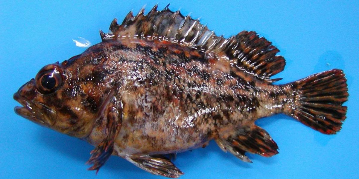 esperantoNMIN's tweet photo. Japanio : Fukuŝimo : dek unu jarojn post la katastrofo, la radioaktiva poluado plu estas tre alta en la areo
La efikoj de la nuklea akcidento de Fukuŝimo al la naturmedio daŭros jardekojn, eĉ jarcentojn.
https://t.co/qQFBoSJgbL
#Sebastes
#Fukushima
#Esperanto https://t.co/K63lf0q9Jr