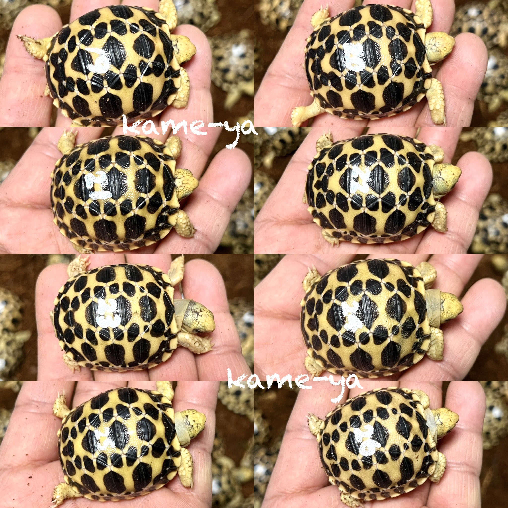 Kame Yaナオ 今年22年生まれのベビー達 この後のハッチも楽しみです ビルマホシガメ T Co v6vqjsxs Twitter