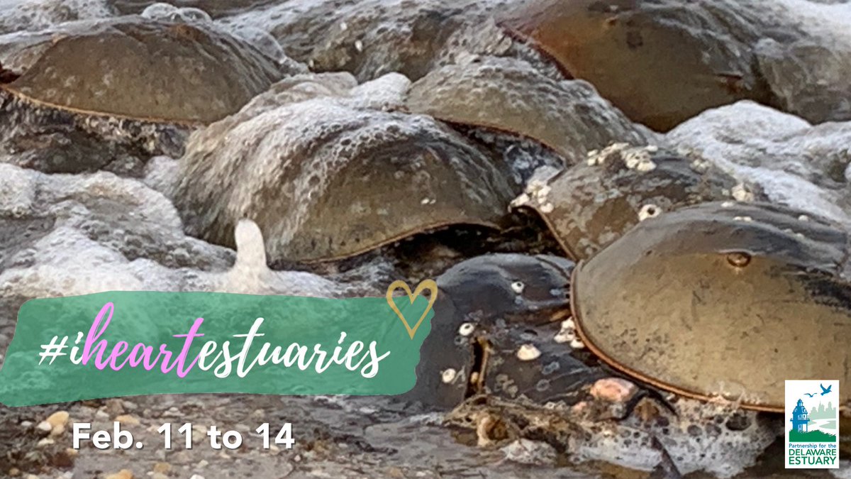 The #DelawareEstuary is home to the world’s largest population of spawning horseshoe crabs! #iheartestuaries 🦀
#cleanwater #healthyhabitats #strongcommunities #EstuaryEnvironment