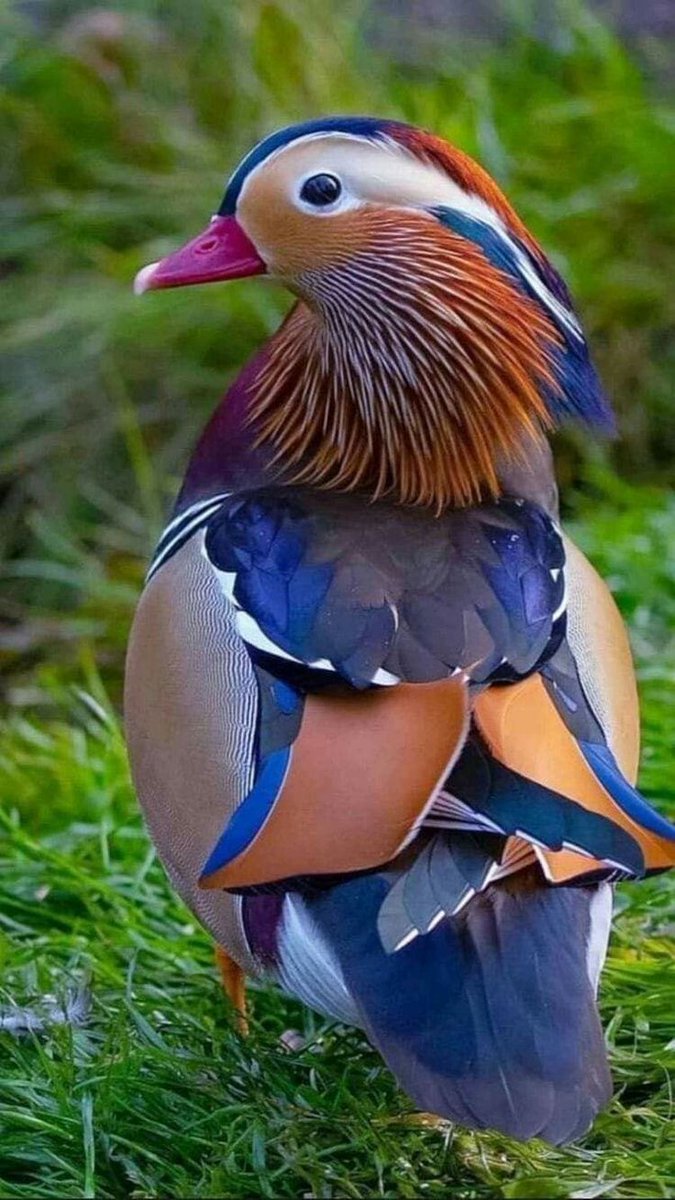 Kristal38922455's tweet photo. #Naturephography #birds 🤍🧡💙🖤 https://t.co/AMTQTtvJvx