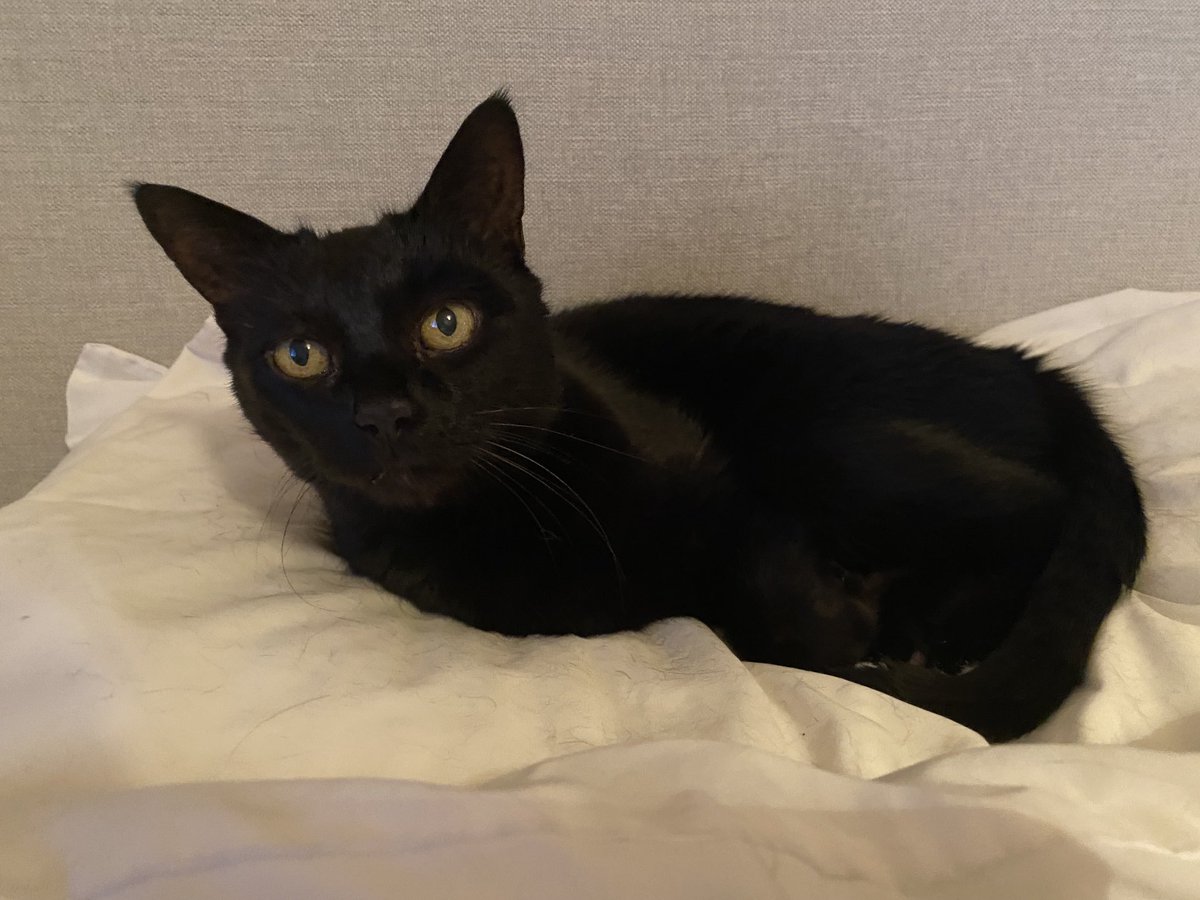 Last week we went to see Harley’s former (temporary) housemate, Poppy.  Still looking gorgeous and in very good form at 17 years young. #throwbackthursday #tbt #wlf #blackcat