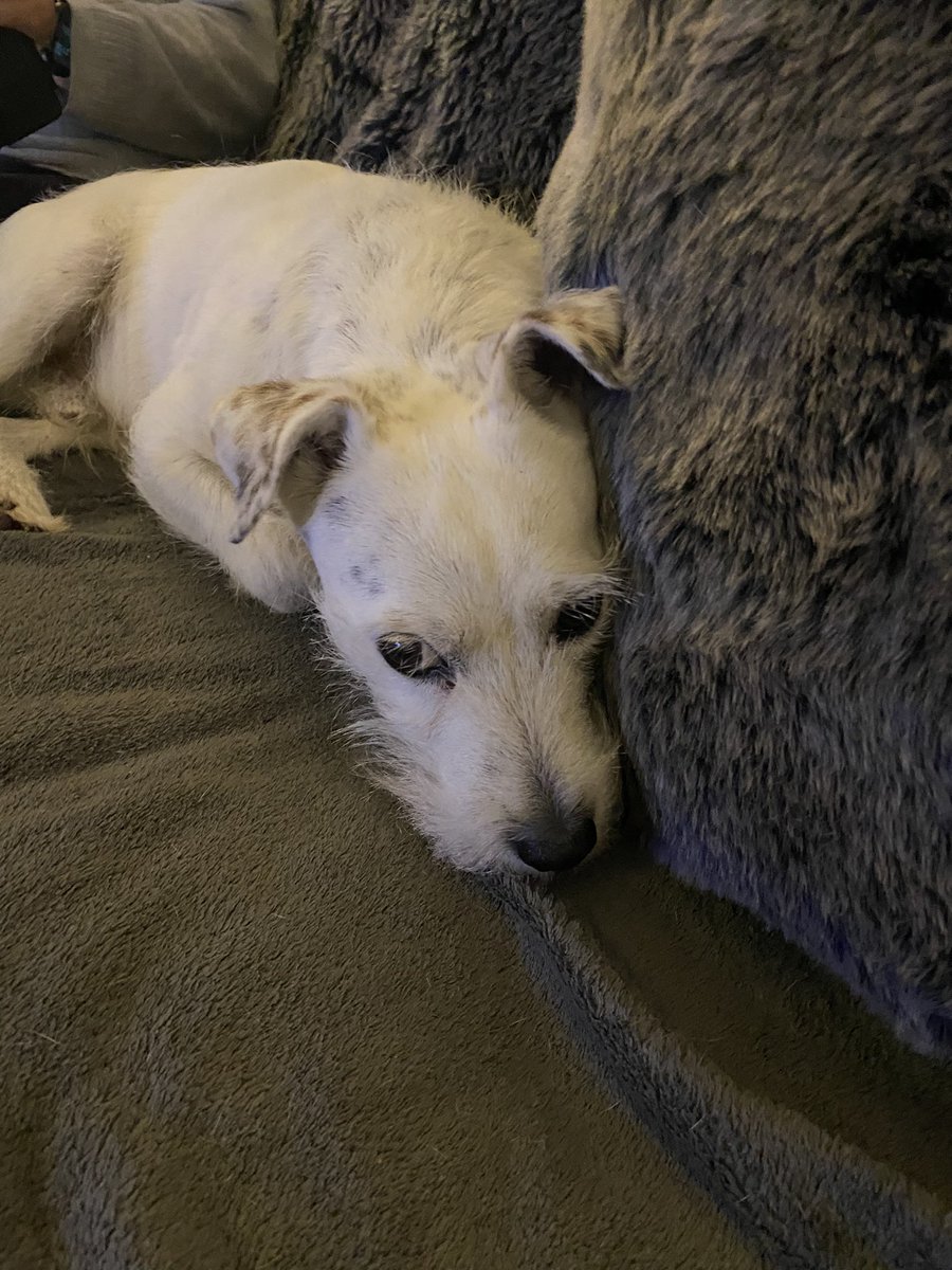 StanleyTiger's tweet photo. Just waiting for my walk with Lila ๐ฅฐ tomorrow #TerrierProblems ๐ฏ ๐ https://t.co/T9nCXpsS6Y