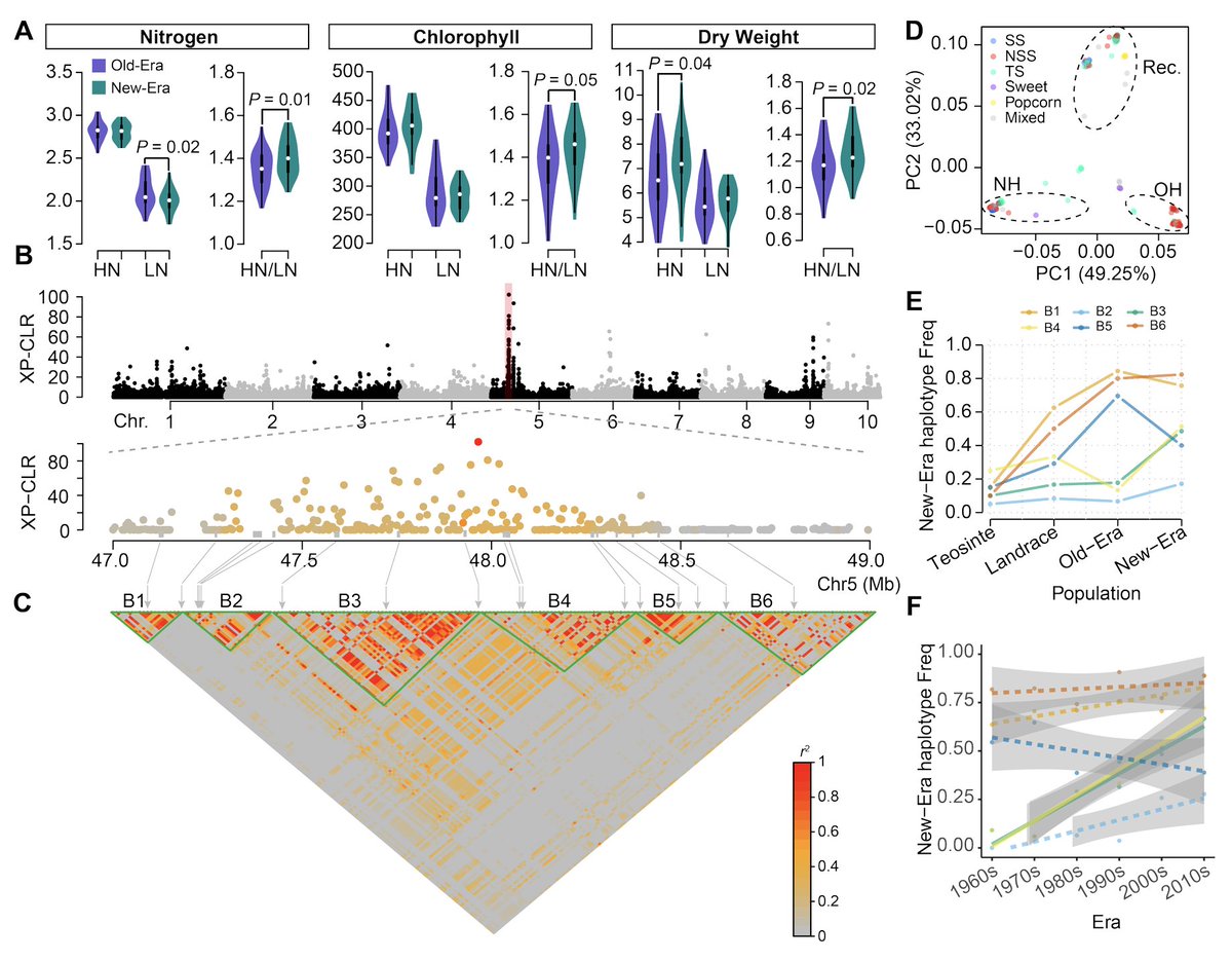Thrilled to share our recent work posted on bioRxiv (biorxiv.org/content/10.110…) that <a href="/GenXu1/">Gen Xu</a> and collaborators have been working on for years. Thanks <a href="/UNL_PSI/">UNL PSI</a> <a href="/NE_CRRI/">NE CRRI</a> <a href="/NebraskaEPSCoR/">Nebraska EPSCoR</a>
Briefly, we found an nitrogen-associated locus under balancing selection. 1/2