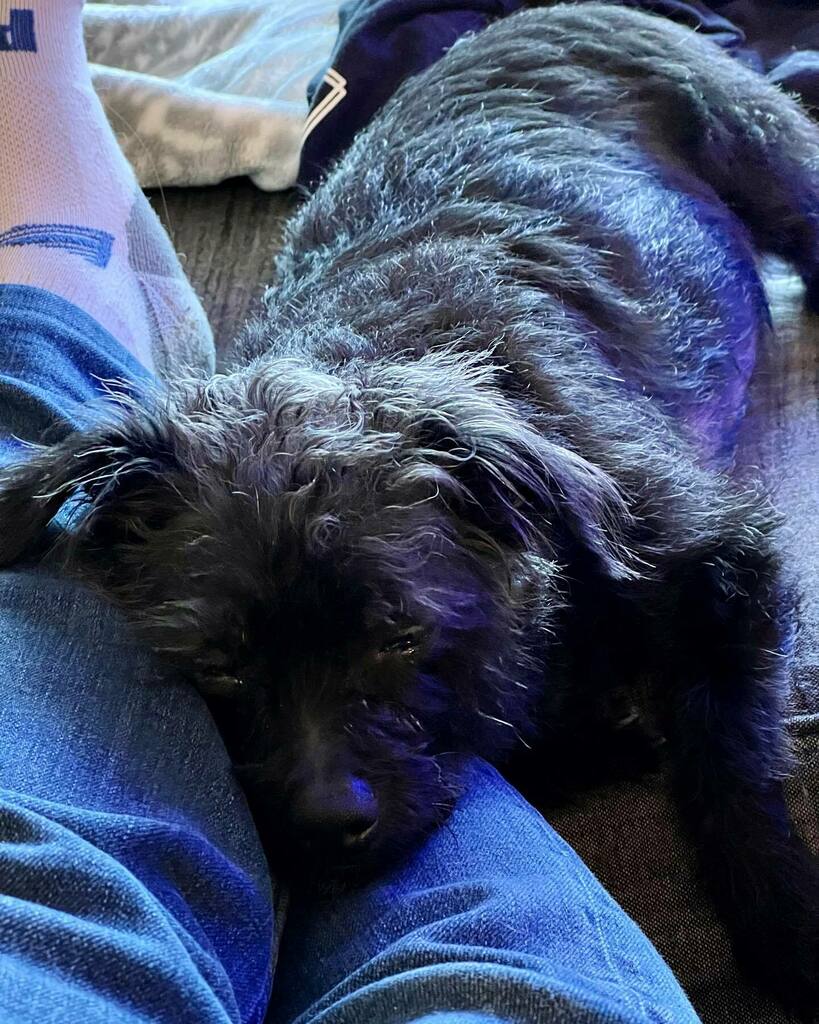 RegularITguy's tweet photo. Someone is very tired from protecting our house from the painters and contractors. #guardDogLife https://t.co/6vsMuEZlXg https://t.co/BFTUcLyehC