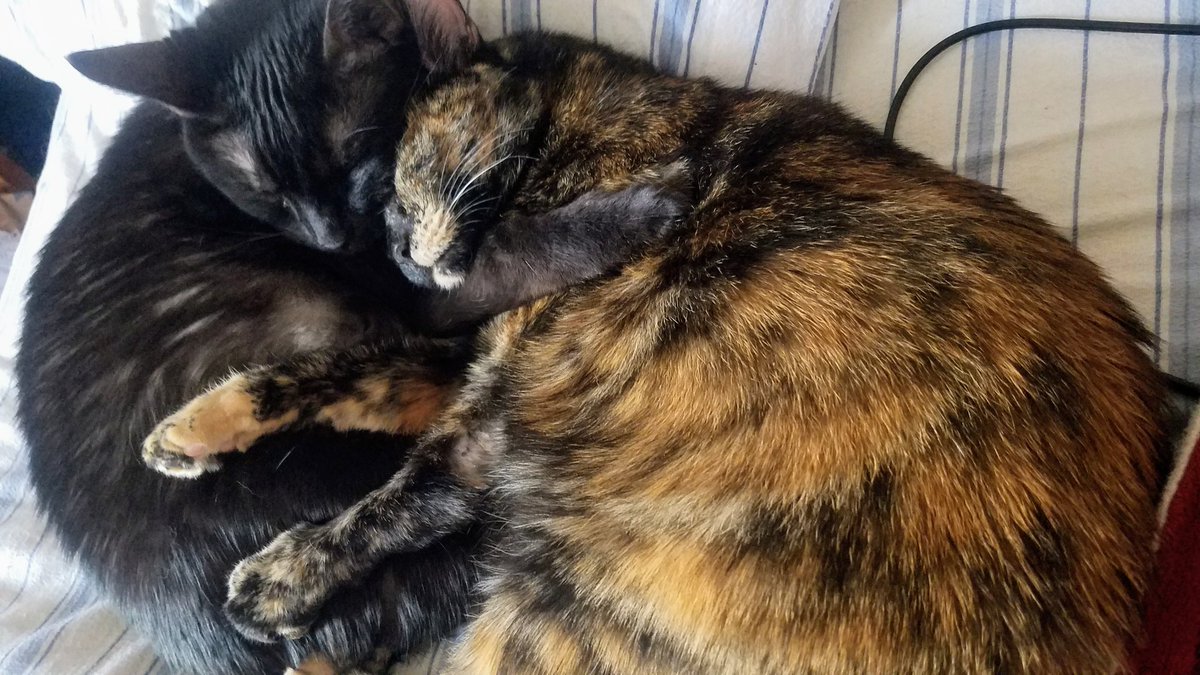 binxaroni's tweet photo. How come Emmeline won't cuddle MEEEE like that? 😭
#CatsOfTwitter #AdoptDontShop #cute https://t.co/fzgRAV39ki