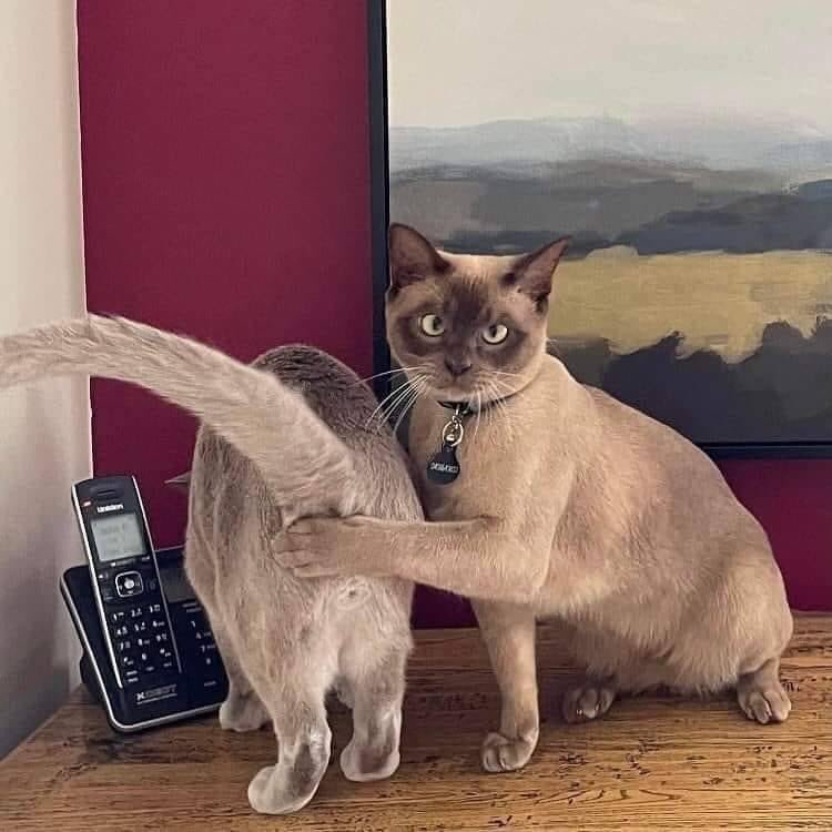 What are you looking for dear, 😂