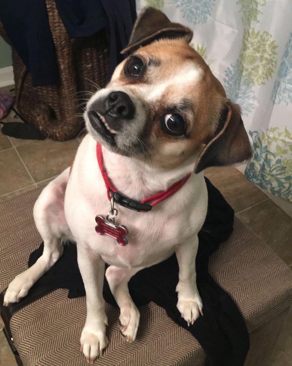 StepOnMe_Stanko's tweet photo. My heart will never be the same 💔 Rest In Peace my Maddie girl 💔 https://t.co/wY2bkWs3wF