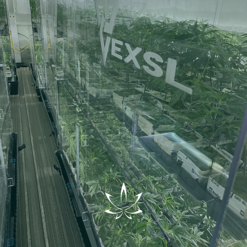 KloneticsInc's tweet photo. These happy RTF ladies are traveling in style, in a fully lit trailer on their way to Regina where they'll go straight into flowering. 😍
#VEXL #Klonetics #RTF #ReadyToFlower #Clones #Teens #CannabisLP #LicensedProducers https://t.co/gQdRvSWCvi