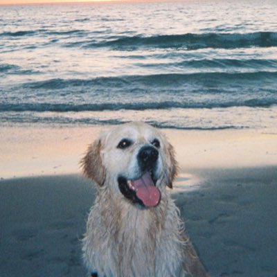 NotoriousChester tweet media