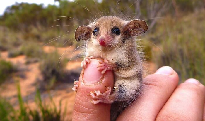 darkprincefrost's tweet photo. Pygmi Possums - #CuteDrop https://t.co/PdECpomBbj