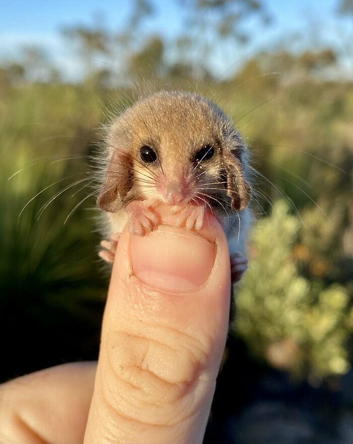 darkprincefrost's tweet photo. Pygmi Possums - #CuteDrop https://t.co/PdECpomBbj