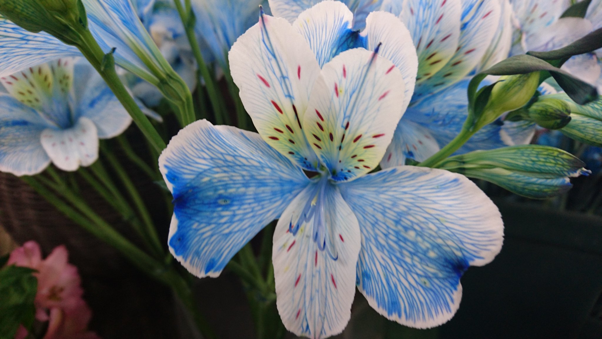 Nobu おはようございます Gt D Lt アルストロメリア Blue ユリズイセン科 花言葉 持続 エキゾチック 2 18 3 13 3 25 4 18の誕生花 文化勲章制定記念日 仁丹の日 わんこそば記念日 建国記念の日 万歳三唱の日 干支供養の日 初午