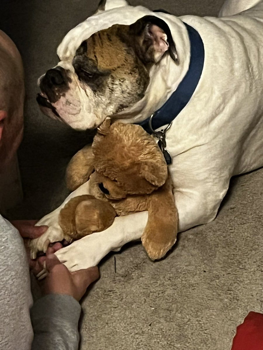 Sometimes you just need your Teddy Bear 🤷‍♀️