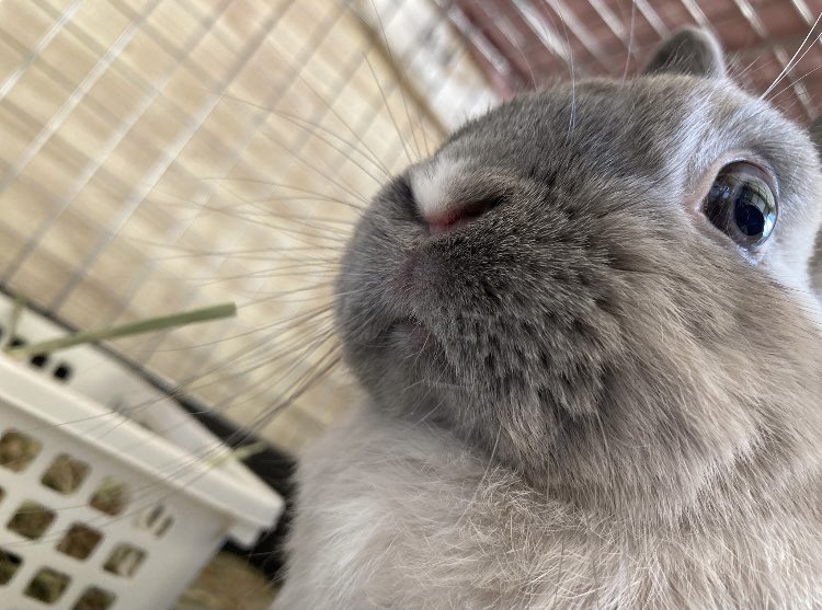 くろまる Kuromaru5 Twitter