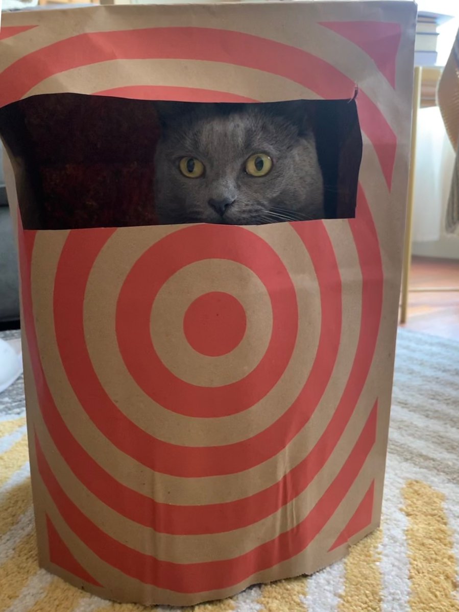LunaTheGreyTuna's tweet photo. Help me name my fort #catsoftwitter https://t.co/UGTUf1arAo