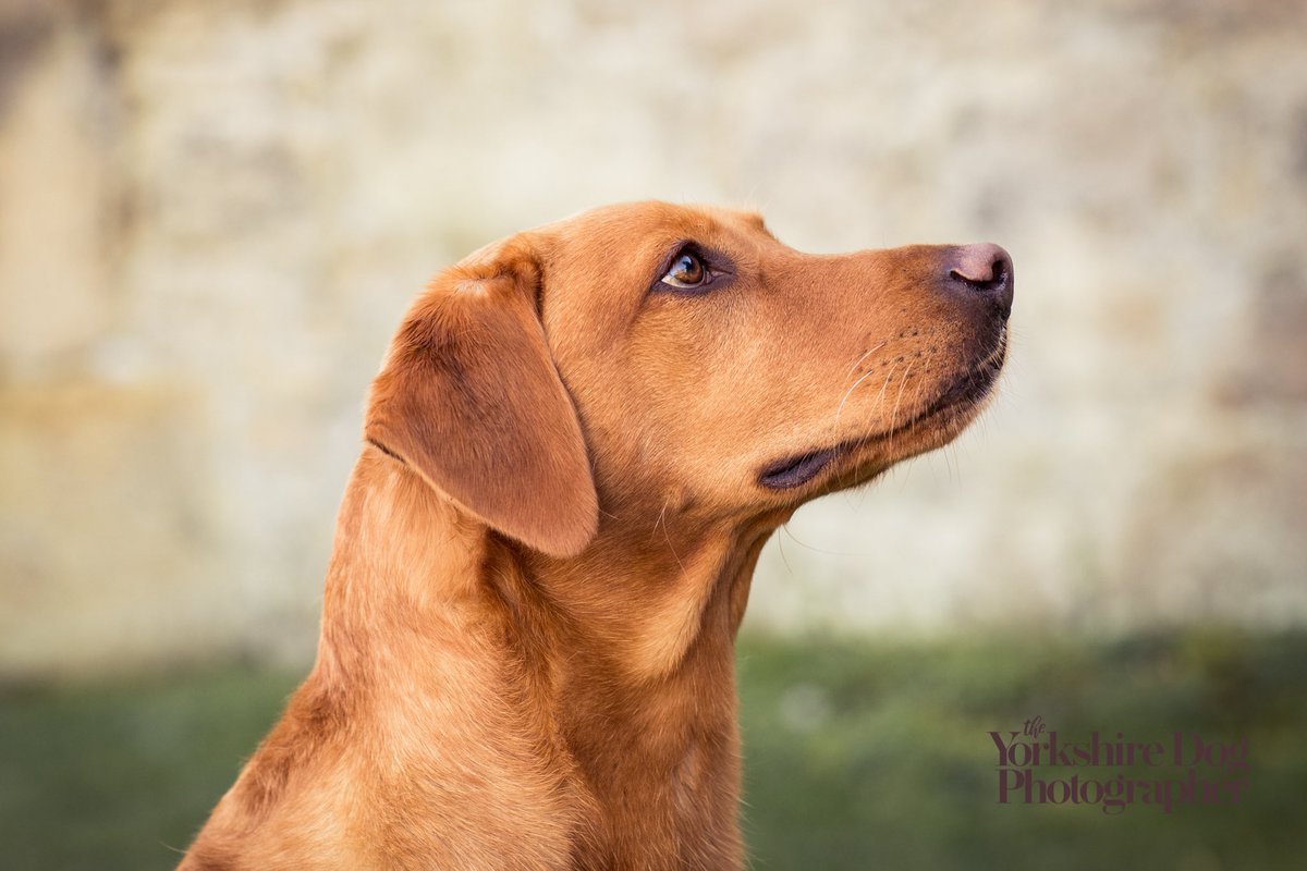 Fox Red 🧡

#labrador #dogphotographer #yorkshire