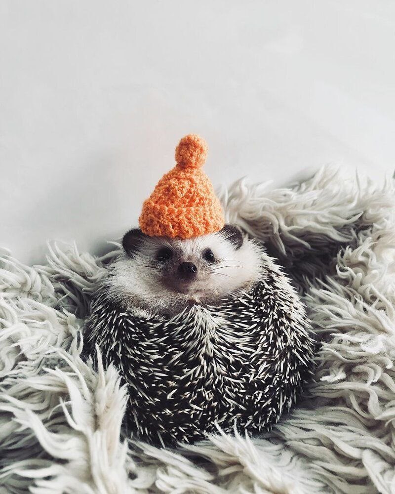 DayHedgehogs's tweet photo. https://t.co/GDSwJxqA8Z