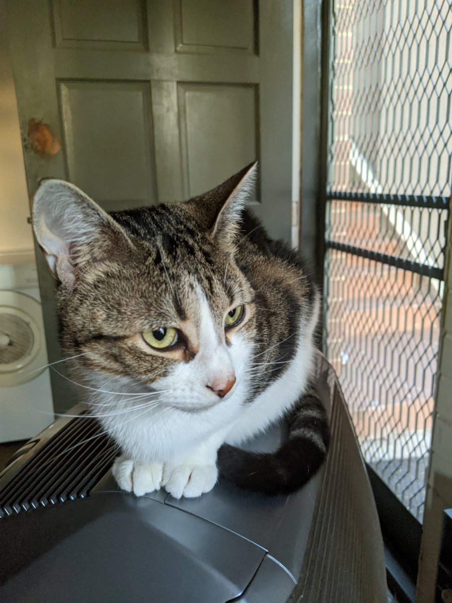 MeLinda12946390's tweet photo. Archie and I have been assaulted this morning !? 😓😿 We are shaken up scared !! 😿😓 I got punched in the head and someone tried to throw Archie !! 😡😡 We will be relocating today the person in the cells !! Police putting avo on him !? So sad  😓😓😓 https://t.co/FGy84qZ6CC
