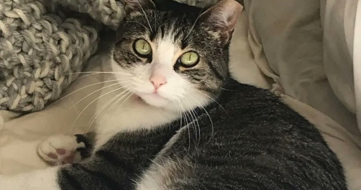 Gray Smiley totaled his car in a three-car collision on his way back to IU Bloomington from North Carolina after the holidays. His cat, Puccini, escaped out the broken rear windshield. The pair were recently reunited after 20 days. 😻 buff.ly/3sxqZGH