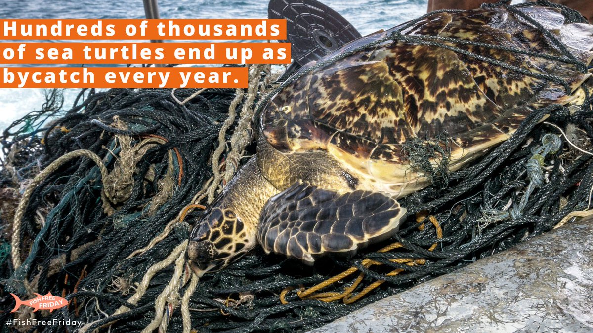 craigling10's tweet image. One of the easiest ways you can help sea turtles is by going fish free! Try #FishFreeFriday with our friends at @fish_free_feb @OP_Society and @goodcatchfoods to see how easy it is to make the swap to plant-based alternatives!⁠ #Bycatch