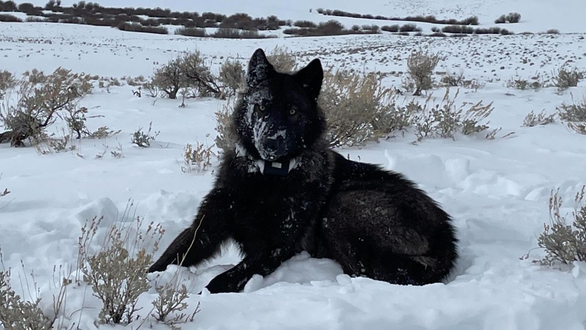 nexton9news's tweet photo. This is the first wolf born and collared in Colorado. She will officially be called 2202.
https://t.co/TuxmdUC8Ln https://t.co/xQ0RqkzcTS