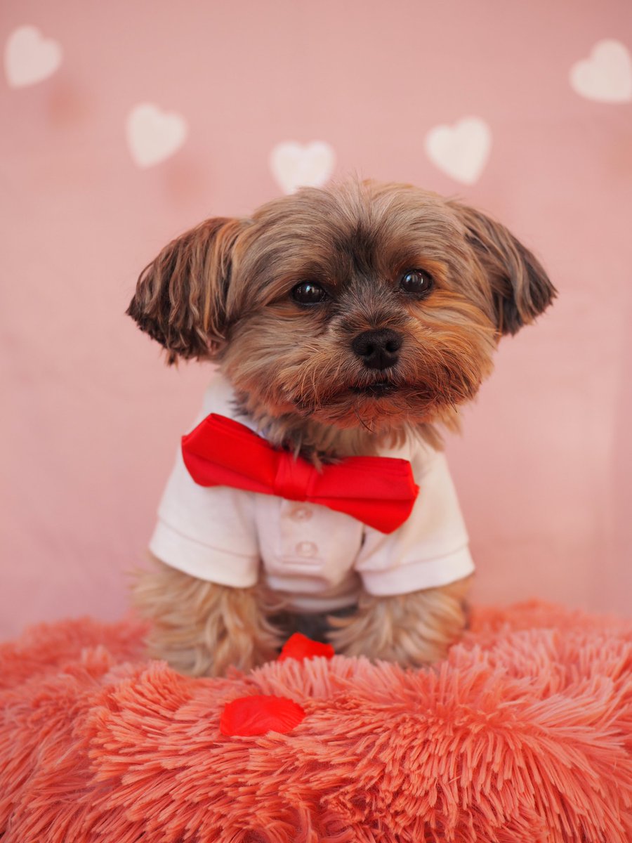 Scotty & Simone tweet media