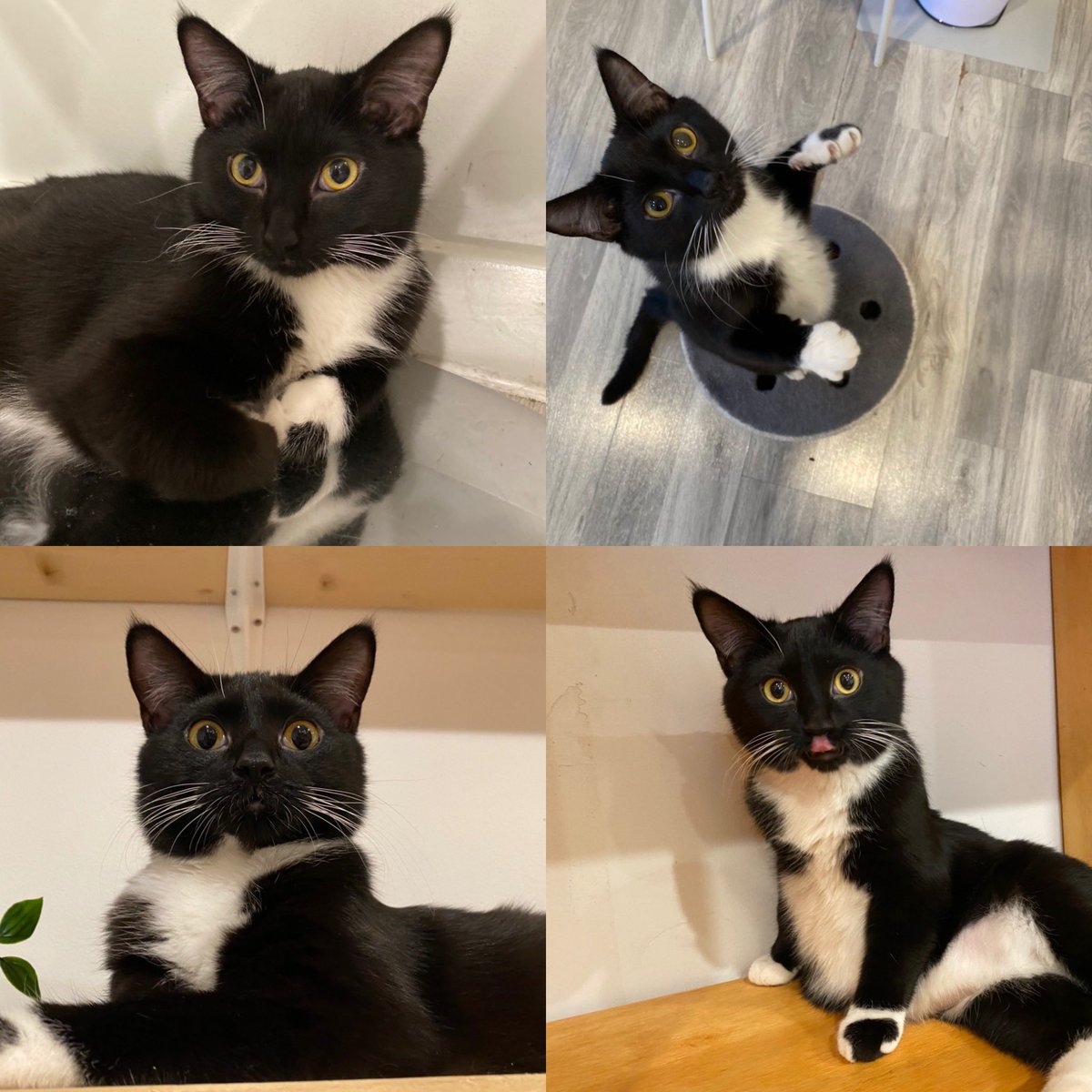 SAFEteamrescue's tweet image. Our Sparky is @1023nowradio Pet Purrsonals Star this week!  Thank you to @racheldayonair and 102.3 Now! Radio for their ongoing support in sharing the news of our adoptable kitties with so many new friends! Visit safeteam.ca to apply to adopt (for $75 until next Thur)