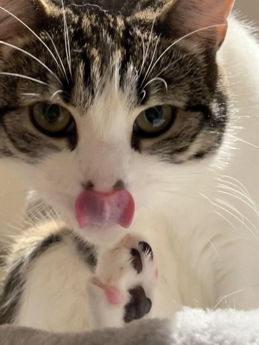 oselbam's tweet photo. @KevinScampi Hi Scampi, I’ve cleaned my tail. See now I’m cleaning my nose! Have you cleaned your nose?? https://t.co/UFL1z9Ivwo