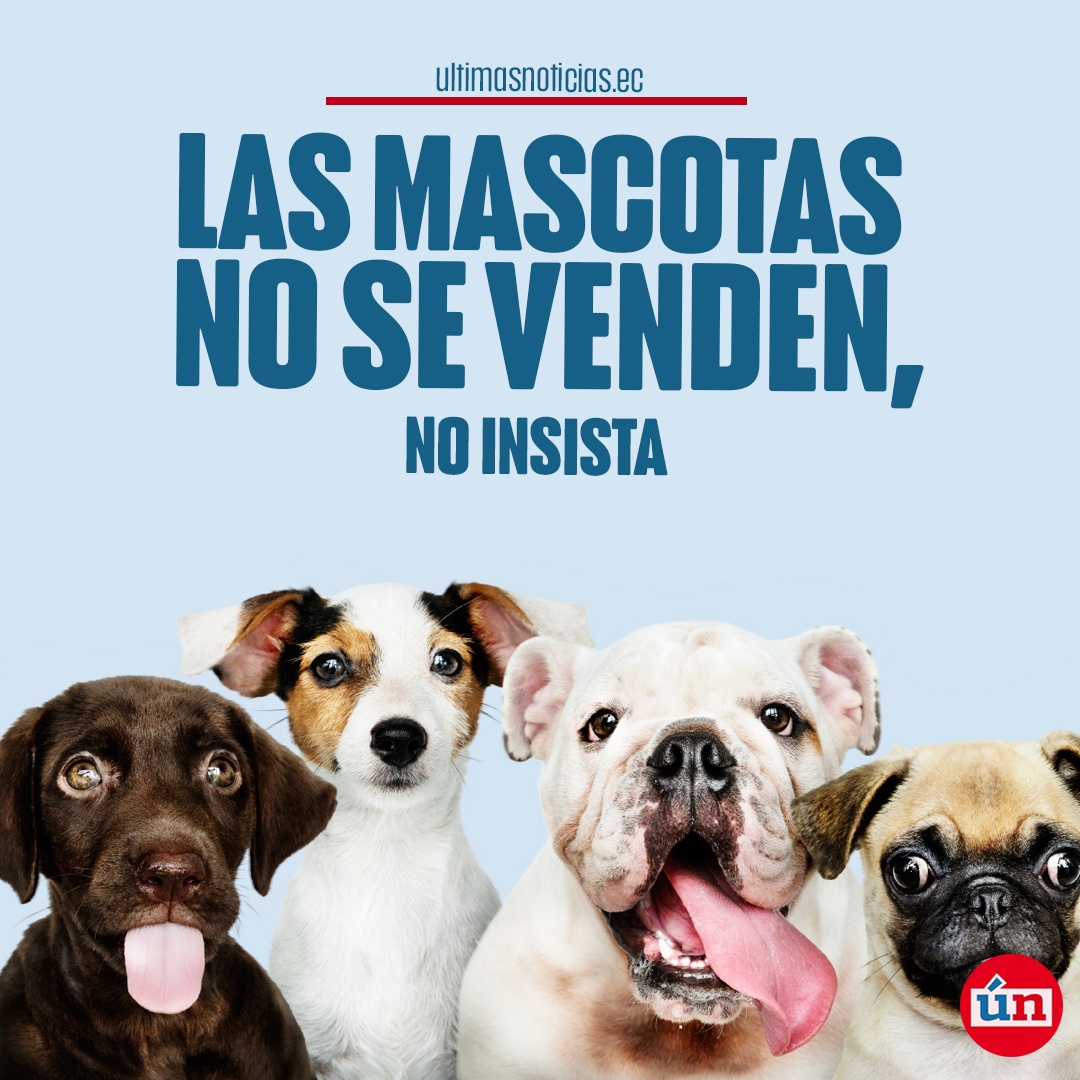 En #Quito fueron rescatados animales de compañía, que estaban siendo comercializados » bit.ly/33fSxrm