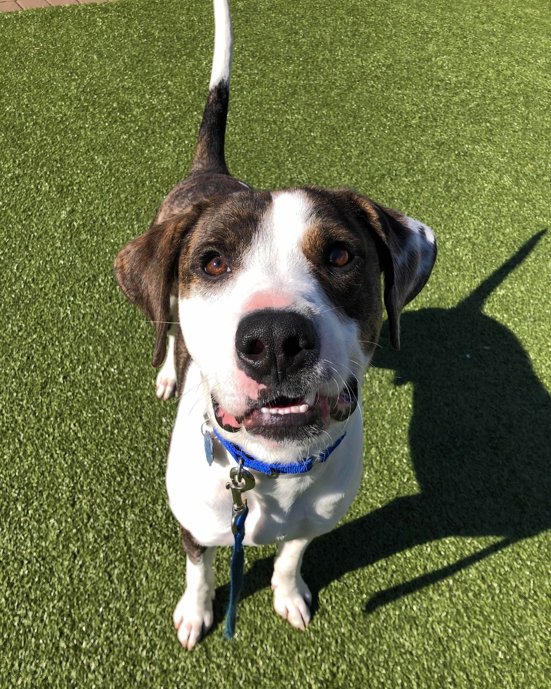 AnimalLeague on Twitter: AnimalLeague on Twitter: